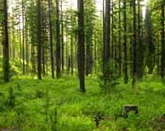 四川达川区划定国家木材储备基地42005亩
