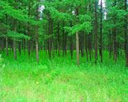 天然林商业性采伐将逐被叫停  实木供应受影响